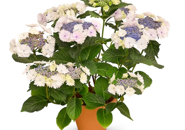 Hydrangea macrophylla Originals Koria (14 cm)