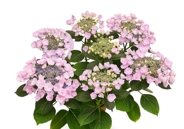 Hydrangea macrophylla Originals Nanping (14 cm)