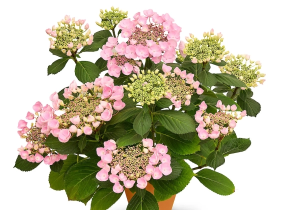 Hydrangea macrophylla Originals Nanping (14 cm)