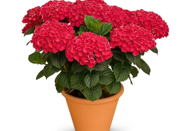 Hydrangea macrophylla Stars Antares (14 cm)