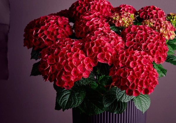 Hydrangea macrophylla Stars Antares (14 cm)