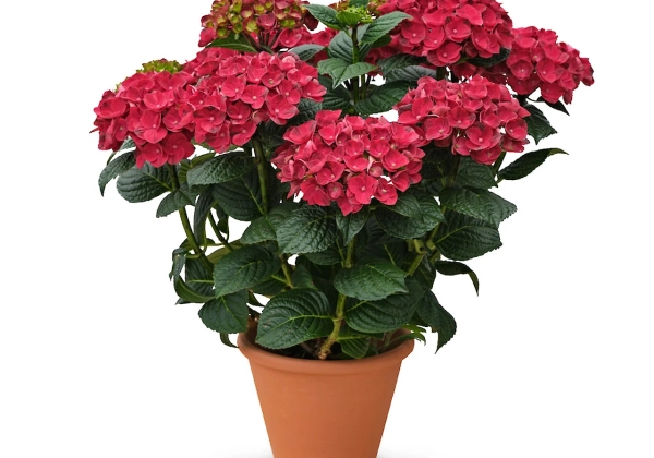 Hydrangea macrophylla Stars Rana (14 cm)