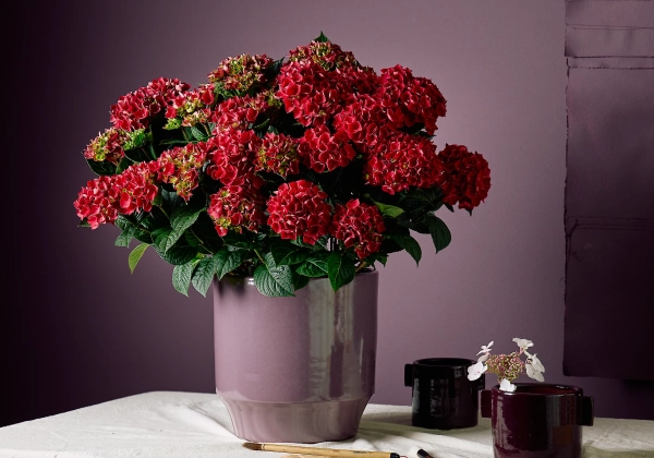 Hydrangea macrophylla Stars Rana (14 cm)