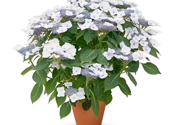 Hydrangea macrophylla Stars Altair (14 cm)