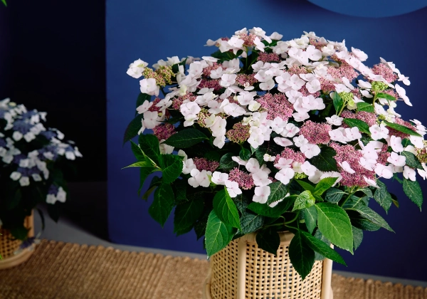 Hydrangea macrophylla Stars Altair (14 cm)