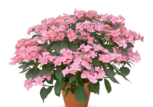 Hydrangea macrophylla Stars Sirius (14 cm)