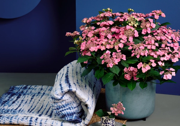 Hydrangea macrophylla Stars Sirius (14 cm)