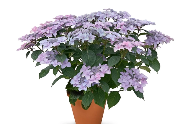 Hydrangea macrophylla Stars Sirius (14 cm)