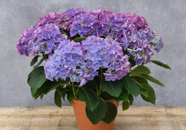 Hydrangea macrophylla Selecta Fripon (14 cm)