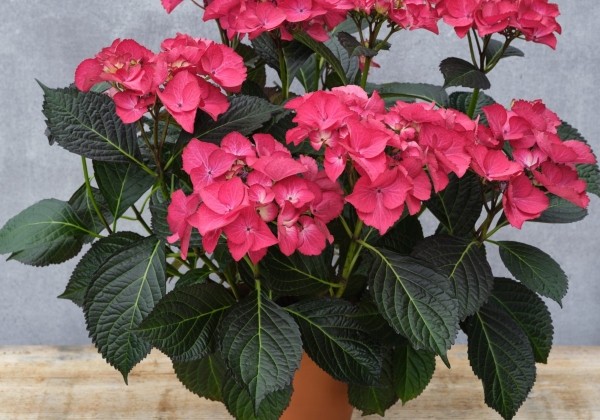 Hydrangea macrophylla Free Red Angel (14 cm)