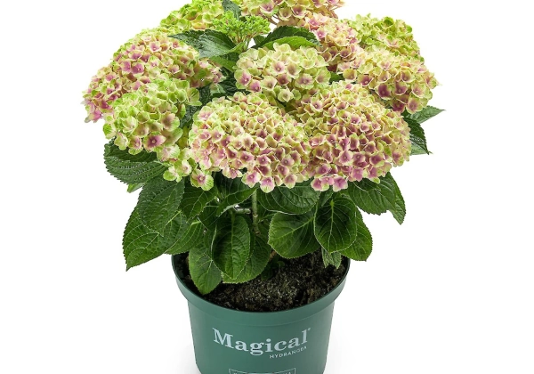 Hydrangea macrophylla Magical Amethyst pink (14 cm)