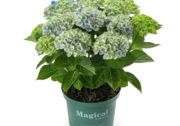 Hydrangea macrophylla Magical Amethyst blue (14 cm)
