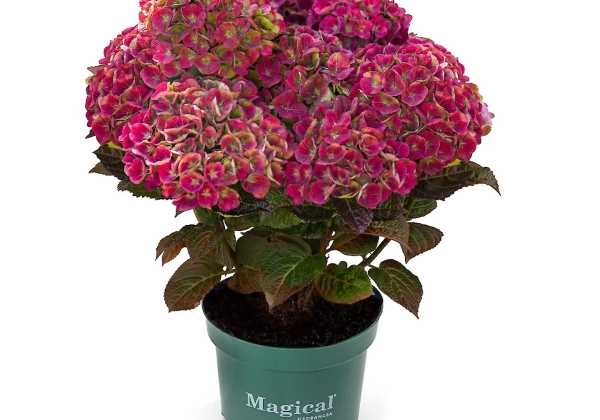 Hydrangea macrophylla Magical Amethyst red (14 cm)