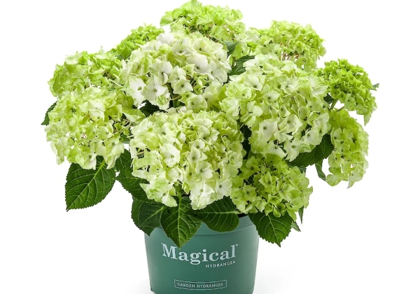 Hydrangea macrophylla Magical Noblesse (14 cm)
