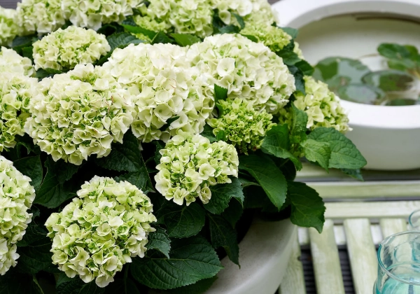 Hydrangea macrophylla Magical Noblesse (14 cm)