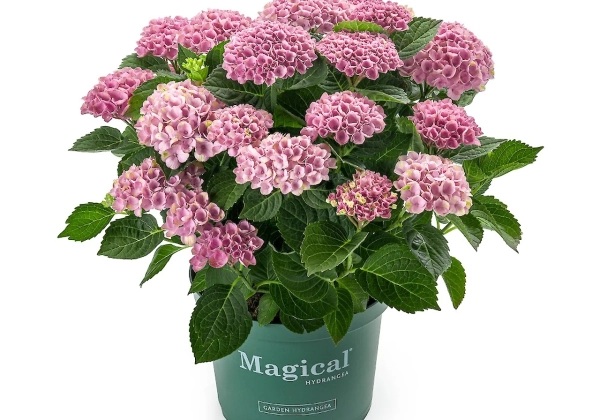 Hydrangea macrophylla Magical Revolution pink (14 cm)