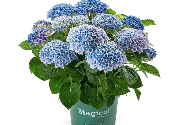 Hydrangea macrophylla Magical Revolution blue (14 cm)