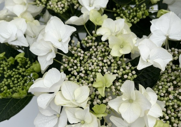 Hydrangea macrophylla Teller Avior white (14 cm)