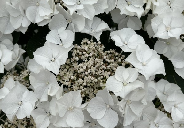 Hydrangea macrophylla Teller Avior white (14 cm)