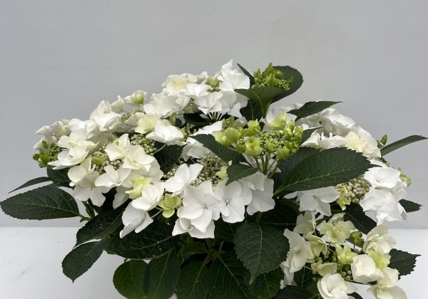 Hydrangea macrophylla Teller Avior white (14 cm)