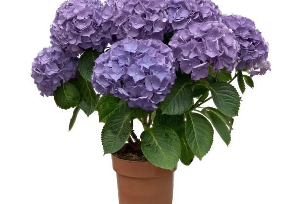 Hydrangea macrophylla Hoko Nunki, blue (14 cm)
