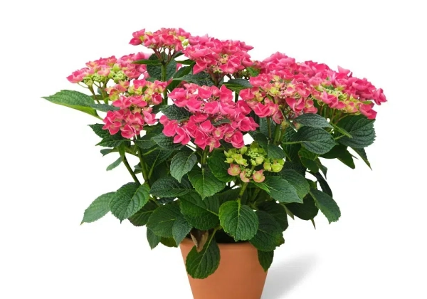 Hydrangea macrophylla Hoko Teller Jixi red (14 cm)