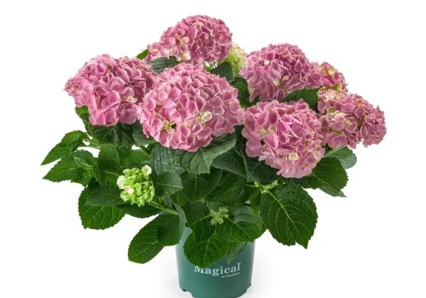 Hydrangea macrophylla Magical Evolution pink (14 cm)