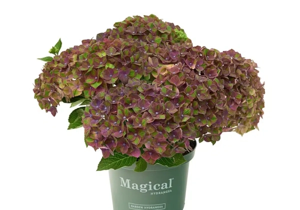 Hydrangea macrophylla Magical New Greenfire Purple (14 cm)