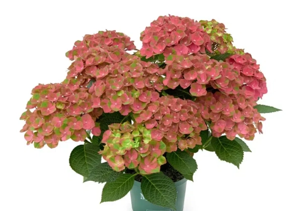 Hydrangea macrophylla Magical New Greenfire Red (14 cm)