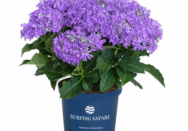 Hydrangea macrophylla Surfing Safari Bayview purple (14 cm)