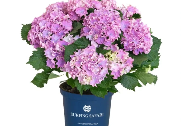 Hydrangea macrophylla Surfing Safari Seaside blue (14 cm)