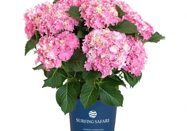 Hydrangea macrophylla Surfing Safari Seaside pink (14 cm)