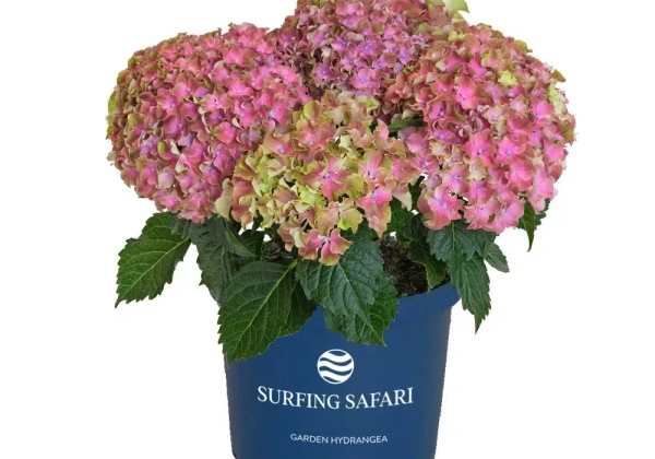 Hydrangea macrophylla Surfing Safari Sunset (14 cm)
