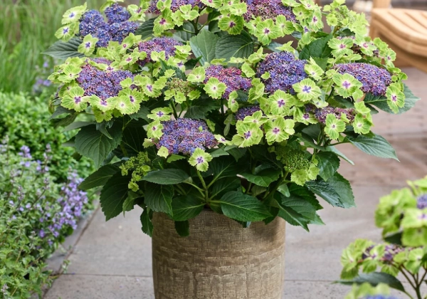 Hydrangea macrophylla Magical Lacecap Edgy Green blue (14 cm)