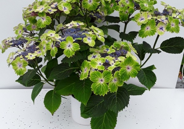 Hydrangea macrophylla Magical Lacecap Edgy Green blue (14 cm)