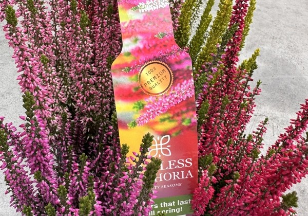 Calluna vulgaris 6 Pack Endless Euphoria