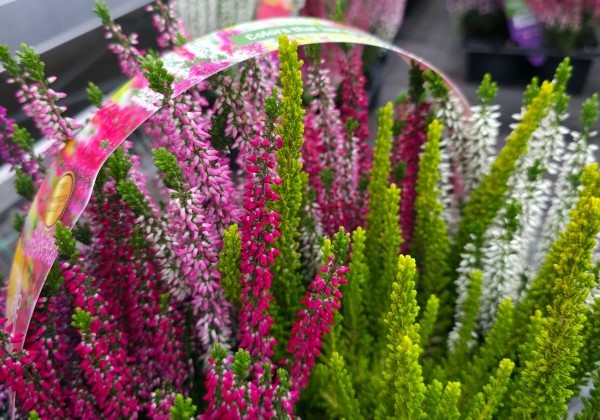 Calluna vulgaris 6 Pack Endless Euphoria