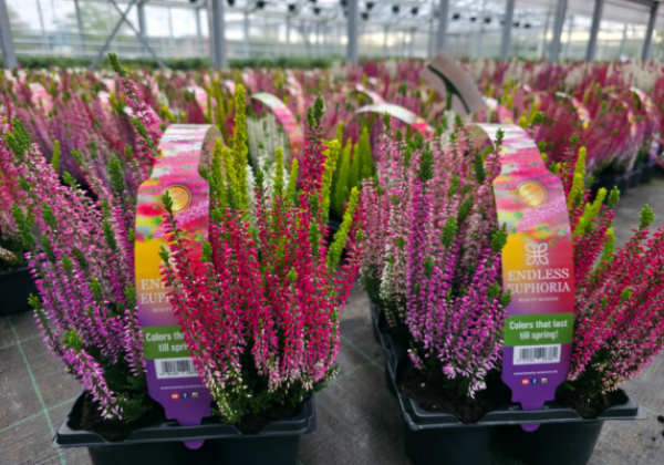 Calluna vulgaris 6 Pack Endless Euphoria