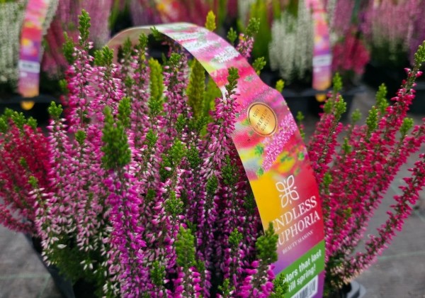 Calluna vulgaris 6 Pack Endless Euphoria