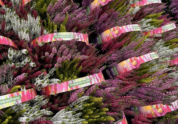 Calluna vulgaris 6 Pack Endless Euphoria