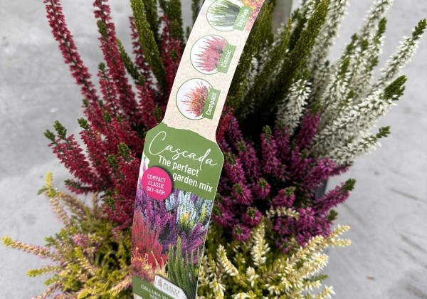 Calluna vulgaris 6 Pack Cascada