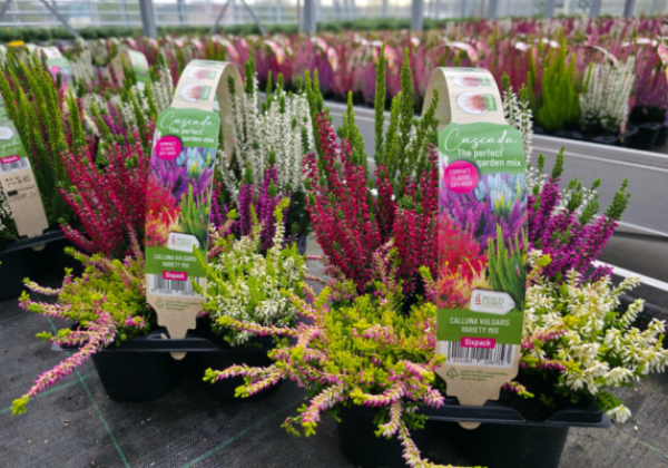 Calluna vulgaris 6 Pack Cascada