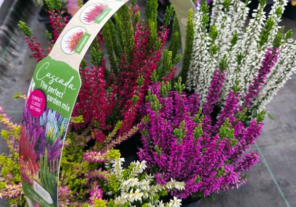 Calluna vulgaris 6 Pack Cascada