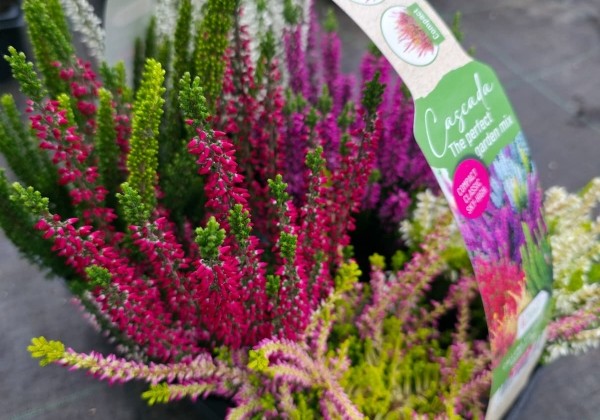 Calluna vulgaris 6 Pack Cascada