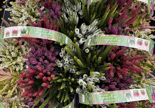 Calluna vulgaris 6 Pack Cascada