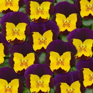 Viola cornuta Twix Special Tiger Eye | Jaunstādi | Onava.lv