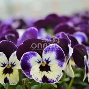 Viola cornuta Twixini Purple Face | Sēklas | Onava.lv