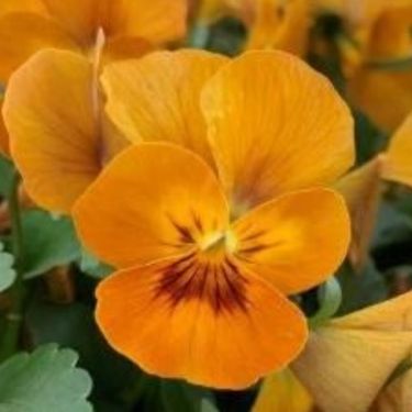 Viola cornuta Twix Orange Burgundy Wing | Sēklas | Onava.lv