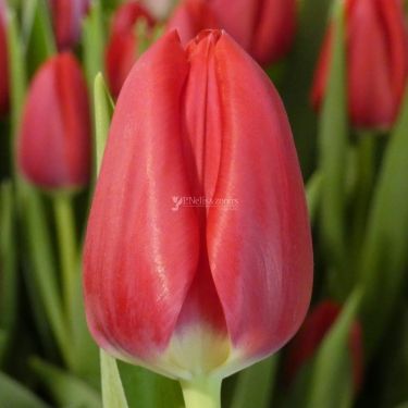 Tulipa, triumfa First Class | Sīpolpuķes | Onava.lv