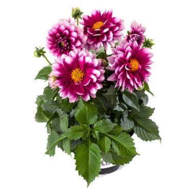 Dahlia pinnata Labella Medio Fun Pink Flame | Jaunstādi | Onava.lv